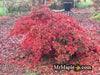 - Acer palmatum 'Green Hornet' Japanese Maple - Mr Maple │ Buy Japanese Maple Trees