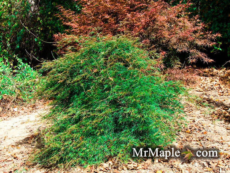- Acer palmatum 'Green Hornet' Japanese Maple - Mr Maple │ Buy Japanese Maple Trees