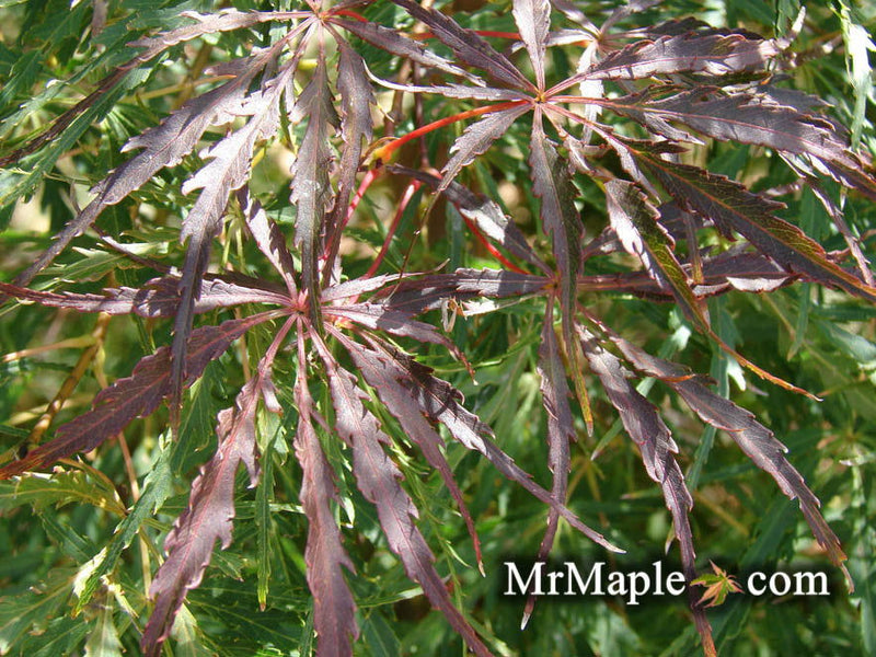 - Acer palmatum 'Green Hornet' Japanese Maple - Mr Maple │ Buy Japanese Maple Trees