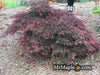 - Acer palmatum 'Green Hornet' Japanese Maple - Mr Maple │ Buy Japanese Maple Trees