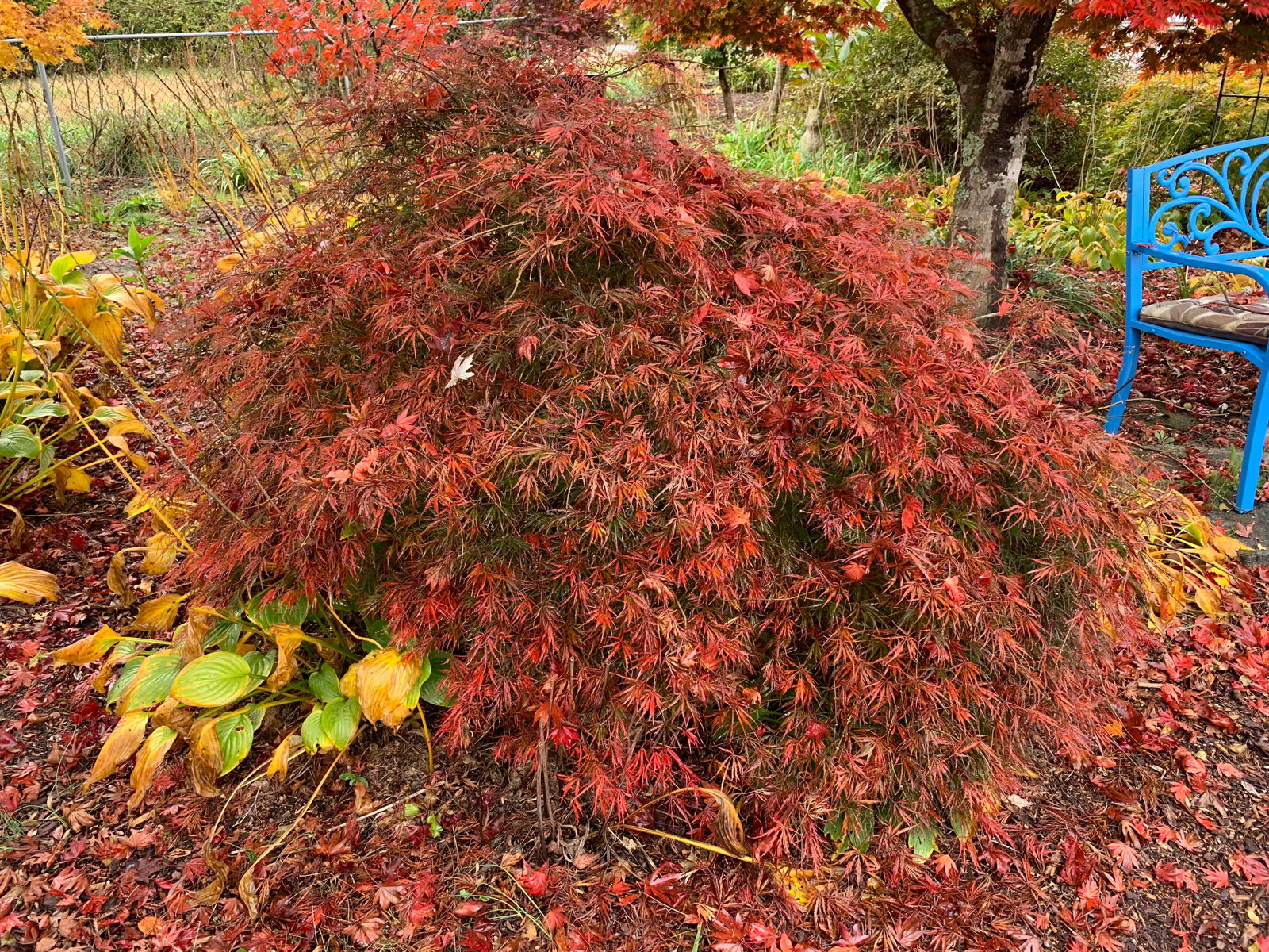 Buy Acer palmatum dissectum 'Green Hornet' Japanese Maple — Mr
