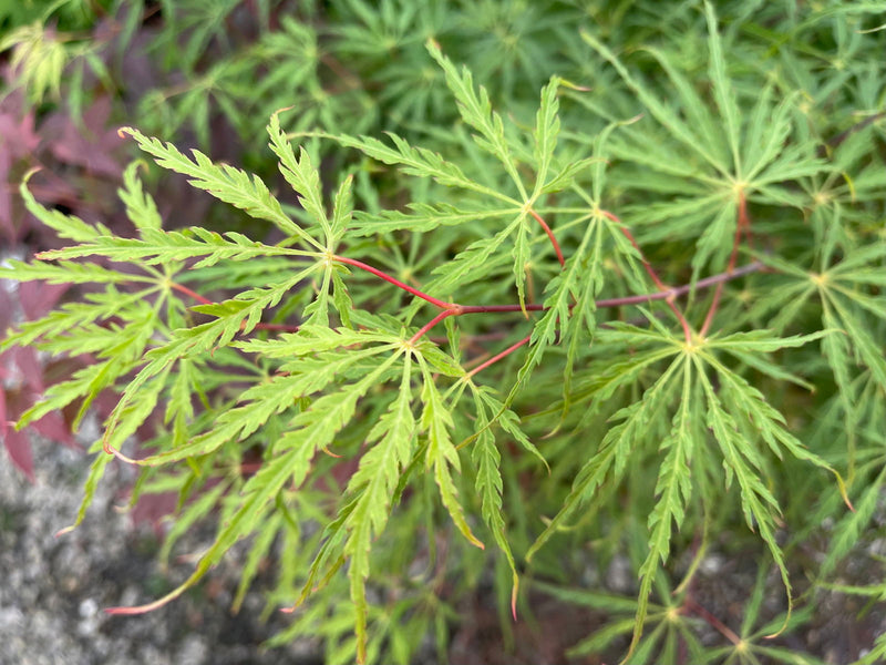 - Acer palmatum 'Green Hornet' Japanese Maple - Mr Maple │ Buy Japanese Maple Trees