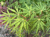 - Acer palmatum 'Green Hornet' Japanese Maple - Mr Maple │ Buy Japanese Maple Trees