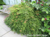 - Acer palmatum 'Green Hornet' Japanese Maple - Mr Maple │ Buy Japanese Maple Trees