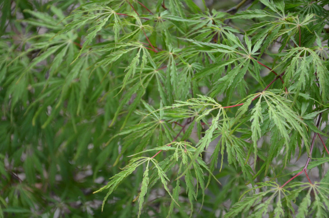 - Acer palmatum 'Green Hornet' Japanese Maple - Mr Maple │ Buy Japanese Maple Trees