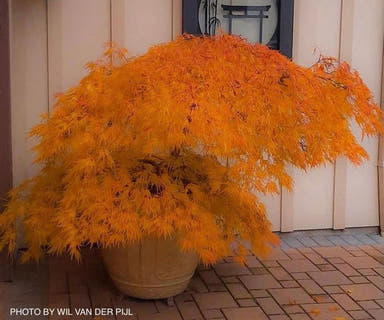 - Acer palmatum 'Green Mist' Japanese Maple - Mr Maple │ Buy Japanese Maple Trees