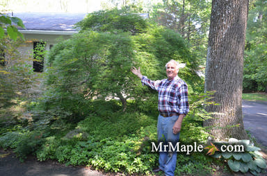 - Acer palmatum 'Green Mist' Japanese Maple - Mr Maple │ Buy Japanese Maple Trees