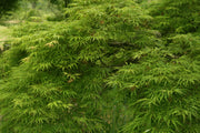 - Acer palmatum 'Green Mist' Japanese Maple - Mr Maple │ Buy Japanese Maple Trees