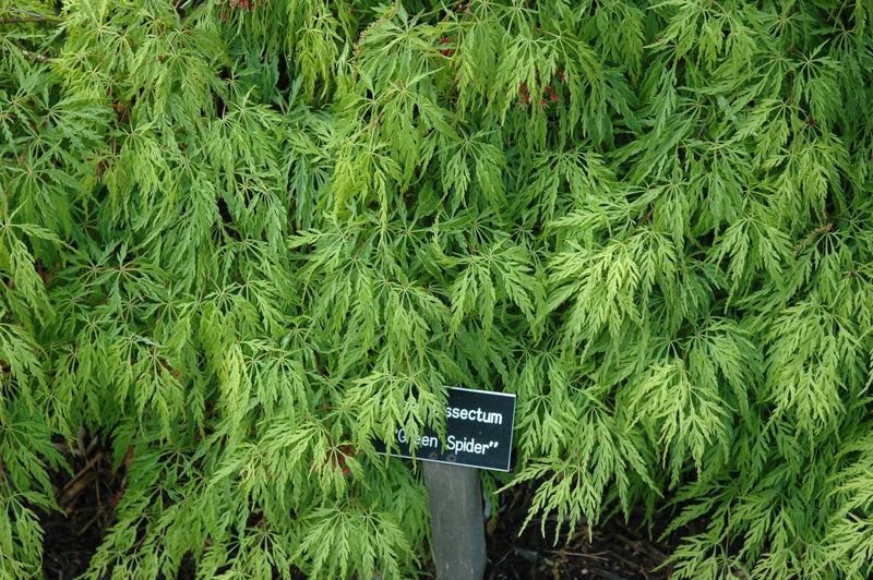 - Acer palmatum 'Green Spider' Japanese Maple - Mr Maple │ Buy Japanese Maple Trees