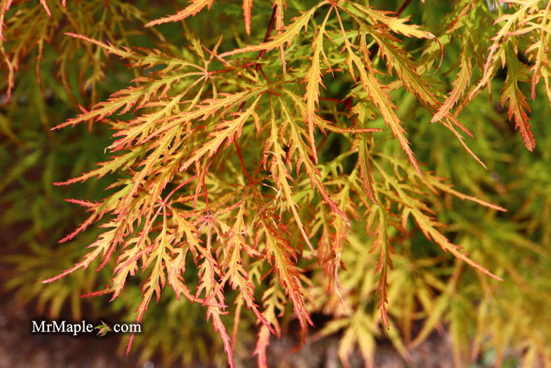 - Acer palmatum 'Green Spider' Japanese Maple - Mr Maple │ Buy Japanese Maple Trees