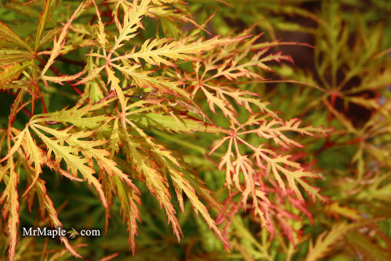 - Acer palmatum 'Green Spider' Japanese Maple - Mr Maple │ Buy Japanese Maple Trees