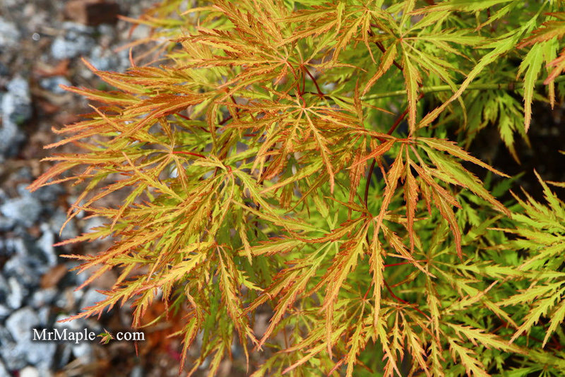 - Acer palmatum 'Green Spider' Japanese Maple - Mr Maple │ Buy Japanese Maple Trees