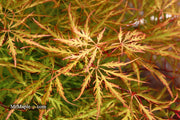 - Acer palmatum 'Green Spider' Japanese Maple - Mr Maple │ Buy Japanese Maple Trees