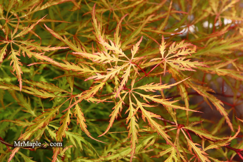 - Acer palmatum 'Green Spider' Japanese Maple - Mr Maple │ Buy Japanese Maple Trees