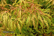 - Acer palmatum 'Green Spider' Japanese Maple - Mr Maple │ Buy Japanese Maple Trees