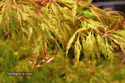 - Acer palmatum 'Green Spider' Japanese Maple - Mr Maple │ Buy Japanese Maple Trees