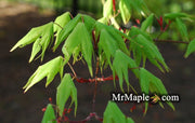 - Acer palmatum 'Green Star' Japanese Maple - Mr Maple │ Buy Japanese Maple Trees