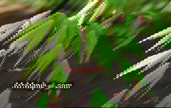 - Acer palmatum 'Green Star' Japanese Maple - Mr Maple │ Buy Japanese Maple Trees