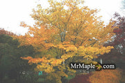 - Acer palmatum 'Green Star' Japanese Maple - Mr Maple │ Buy Japanese Maple Trees