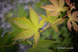 - Acer palmatum 'Green Star' Japanese Maple - Mr Maple │ Buy Japanese Maple Trees