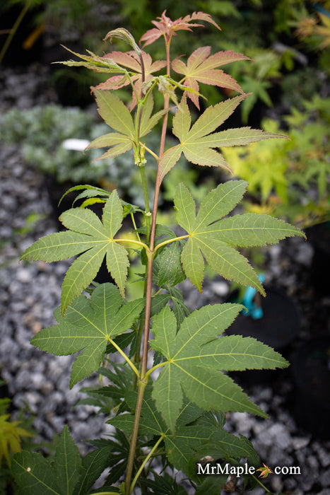 - Acer palmatum 'Green Star' Japanese Maple - Mr Maple │ Buy Japanese Maple Trees