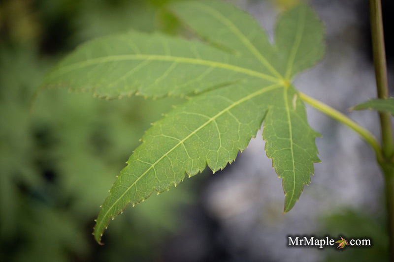 - Acer palmatum 'Green Star' Japanese Maple - Mr Maple │ Buy Japanese Maple Trees