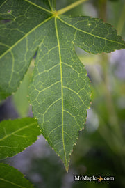 - Acer palmatum 'Green Star' Japanese Maple - Mr Maple │ Buy Japanese Maple Trees