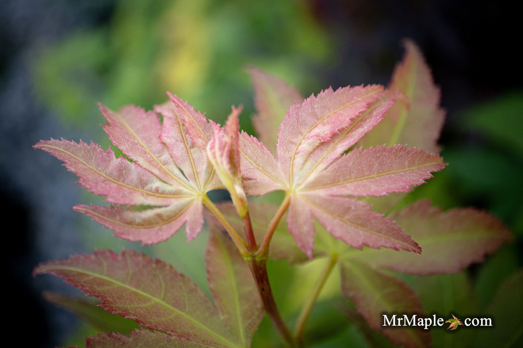 - Acer palmatum 'Green Star' Japanese Maple - Mr Maple │ Buy Japanese Maple Trees