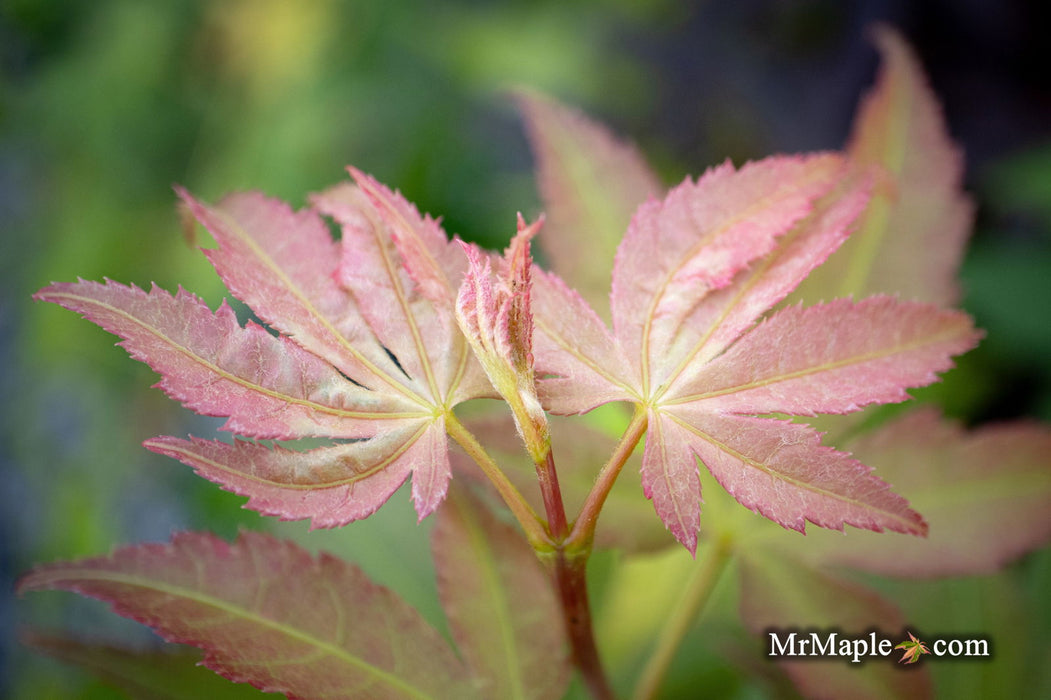 - Acer palmatum 'Green Star' Japanese Maple - Mr Maple │ Buy Japanese Maple Trees