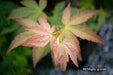 - Acer palmatum 'Green Star' Japanese Maple - Mr Maple │ Buy Japanese Maple Trees