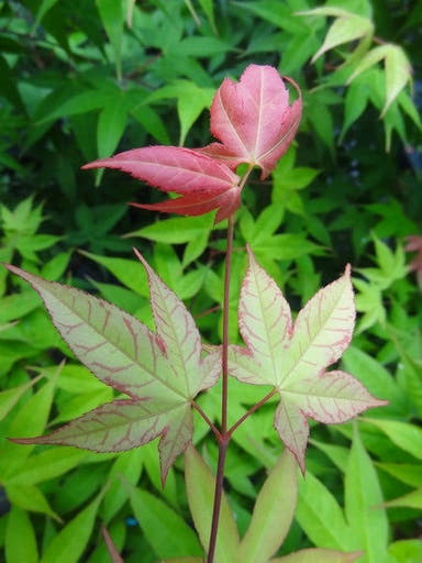 - Acer palmatum 'Green Tea' Japanese Maple - Mr Maple │ Buy Japanese Maple Trees
