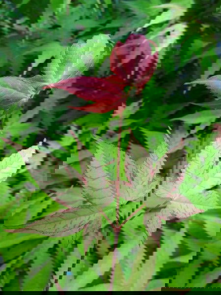 - Acer palmatum 'Green Tea' Japanese Maple - Mr Maple │ Buy Japanese Maple Trees