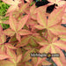 - Acer palmatum 'Green Tea' Japanese Maple - Mr Maple │ Buy Japanese Maple Trees