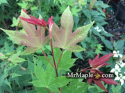 - Acer palmatum 'Green Tea' Japanese Maple - Mr Maple │ Buy Japanese Maple Trees