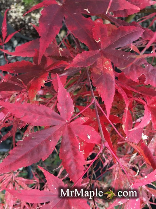 - Acer palmatum 'Green Tea' Japanese Maple - Mr Maple │ Buy Japanese Maple Trees