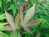 - Acer palmatum 'Green Tea' Japanese Maple - Mr Maple │ Buy Japanese Maple Trees