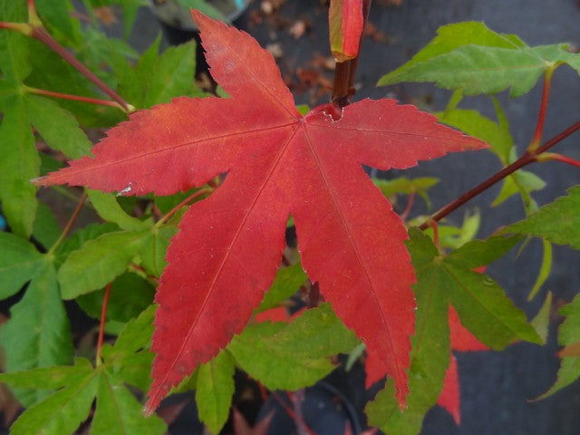 - Acer palmatum 'Green Tea' Japanese Maple - Mr Maple │ Buy Japanese Maple Trees