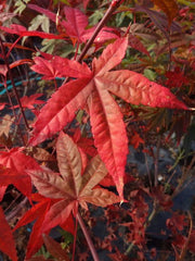 - Acer palmatum 'Green Tea' Japanese Maple - Mr Maple │ Buy Japanese Maple Trees