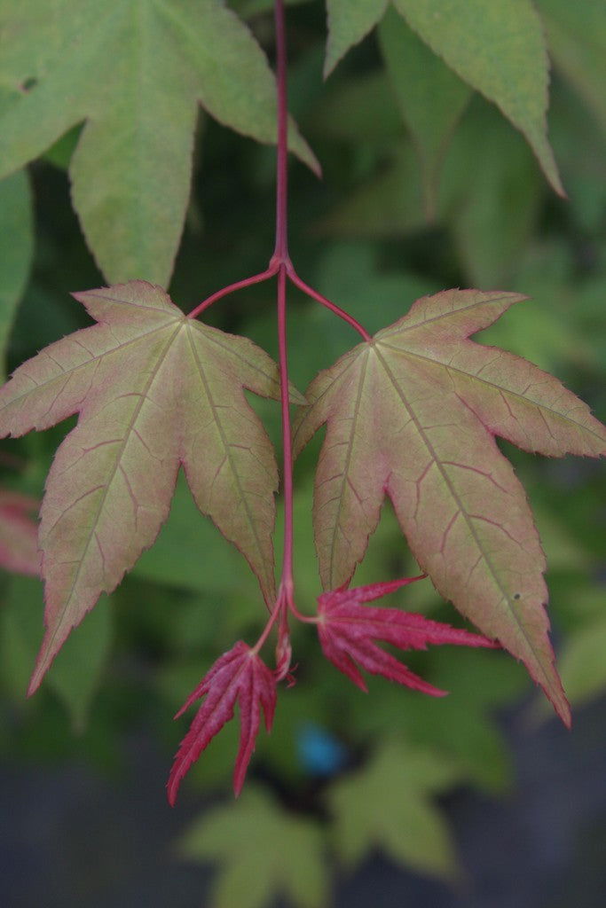 - Acer palmatum 'Green Tea' Japanese Maple - Mr Maple │ Buy Japanese Maple Trees