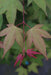 - Acer palmatum 'Green Tea' Japanese Maple - Mr Maple │ Buy Japanese Maple Trees