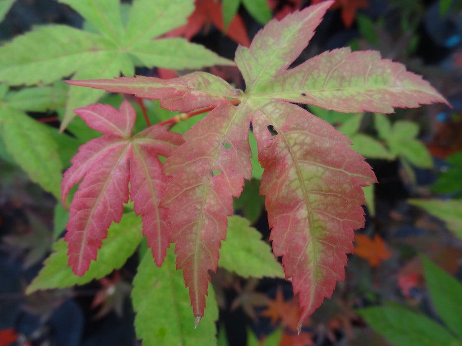 - Acer palmatum 'Green Tea' Japanese Maple - Mr Maple │ Buy Japanese Maple Trees