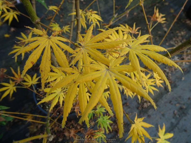 - Acer palmatum ‘Green Trompenburg' Rare Japanese Maple - Mr Maple │ Buy Japanese Maple Trees