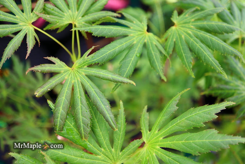 - Acer palmatum ‘Green Trompenburg' Rare Japanese Maple - Mr Maple │ Buy Japanese Maple Trees