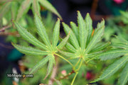 - Acer palmatum ‘Green Trompenburg' Rare Japanese Maple - Mr Maple │ Buy Japanese Maple Trees