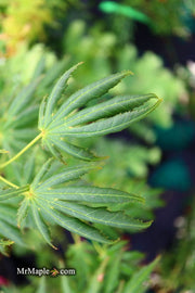 - Acer palmatum ‘Green Trompenburg' Rare Japanese Maple - Mr Maple │ Buy Japanese Maple Trees