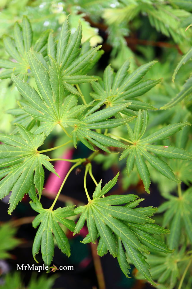 - Acer palmatum ‘Green Trompenburg' Rare Japanese Maple - Mr Maple │ Buy Japanese Maple Trees