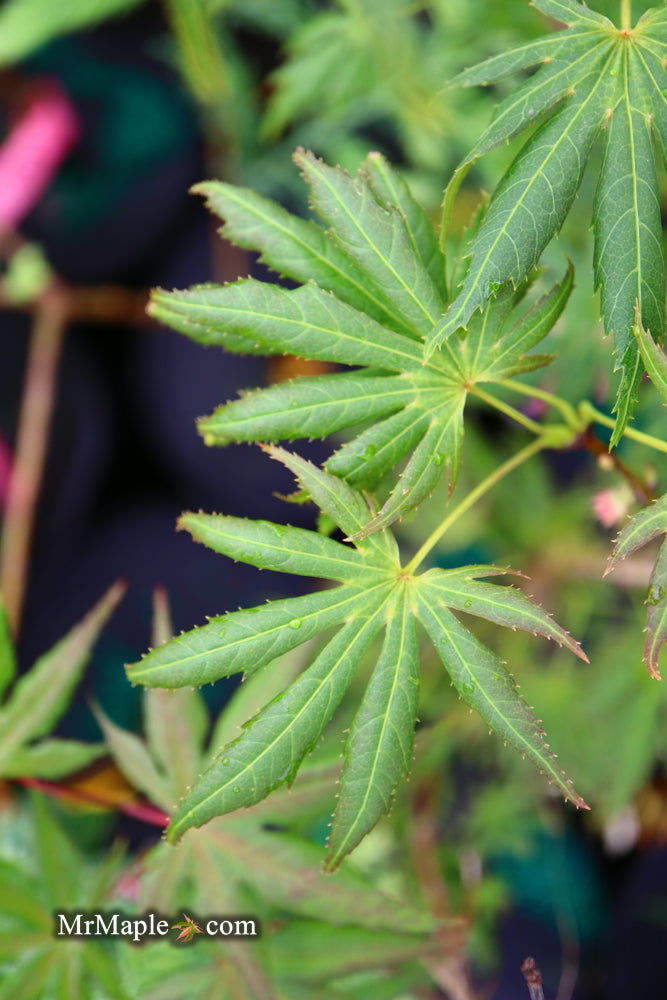 - Acer palmatum ‘Green Trompenburg' Rare Japanese Maple - Mr Maple │ Buy Japanese Maple Trees