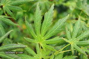 - Acer palmatum ‘Green Trompenburg' Rare Japanese Maple - Mr Maple │ Buy Japanese Maple Trees