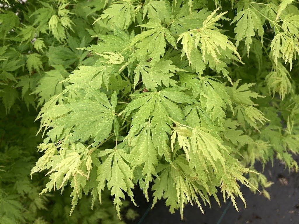 Buy Acer palmatum 'Green Twinkle' Japanese Maple — Mr Maple │ Buy
