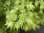 - Acer palmatum 'Green Twinkle' Japanese Maple - Mr Maple │ Buy Japanese Maple Trees